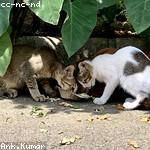 Norma Halvorson Profile Picture