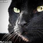 Cornell Lind Profile Picture