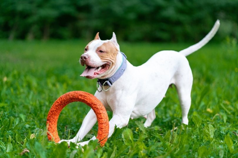 American pitbull terrier dog playing Nata Bene Shutterstock