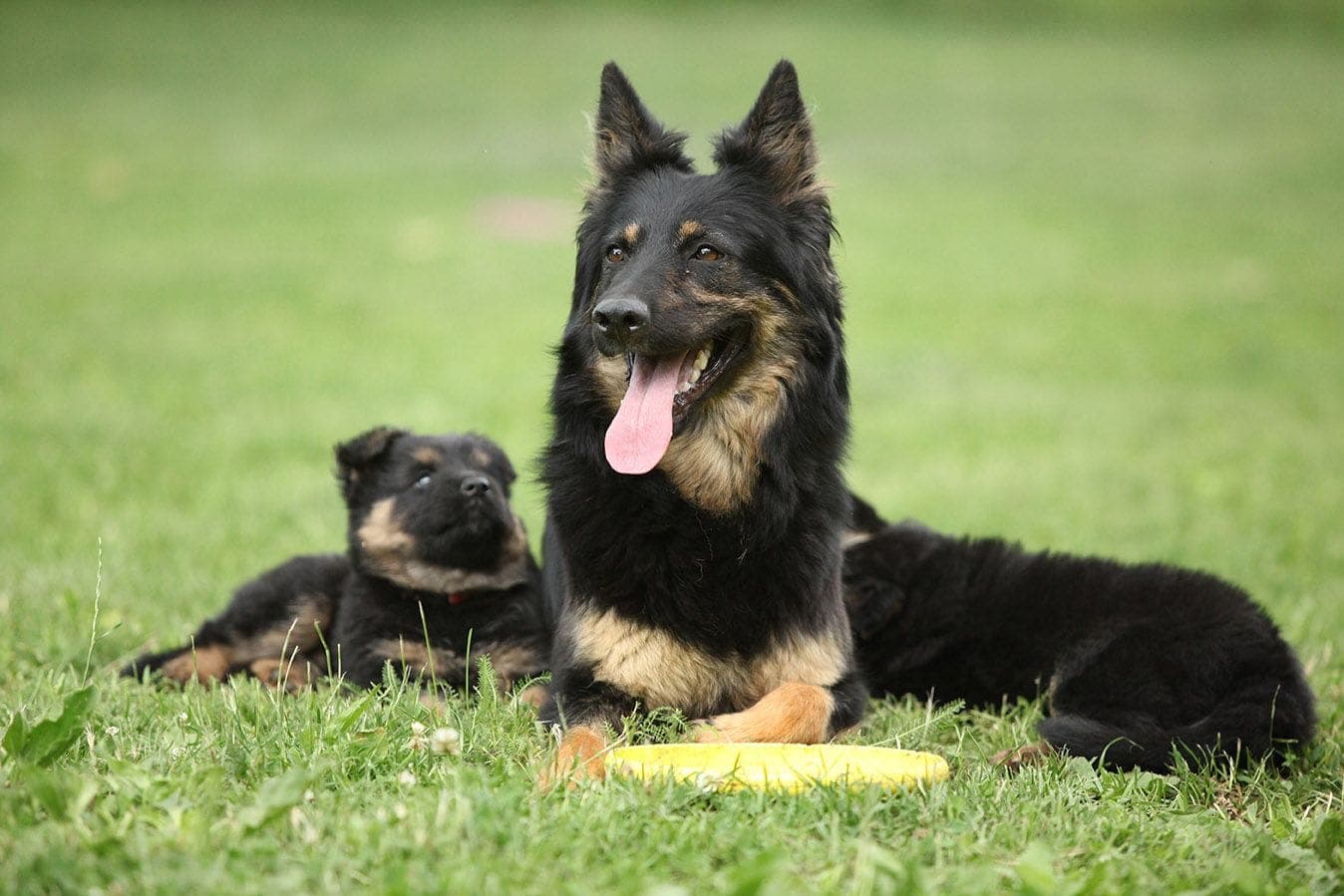 Bohemian Shepherd Dog and Puppy