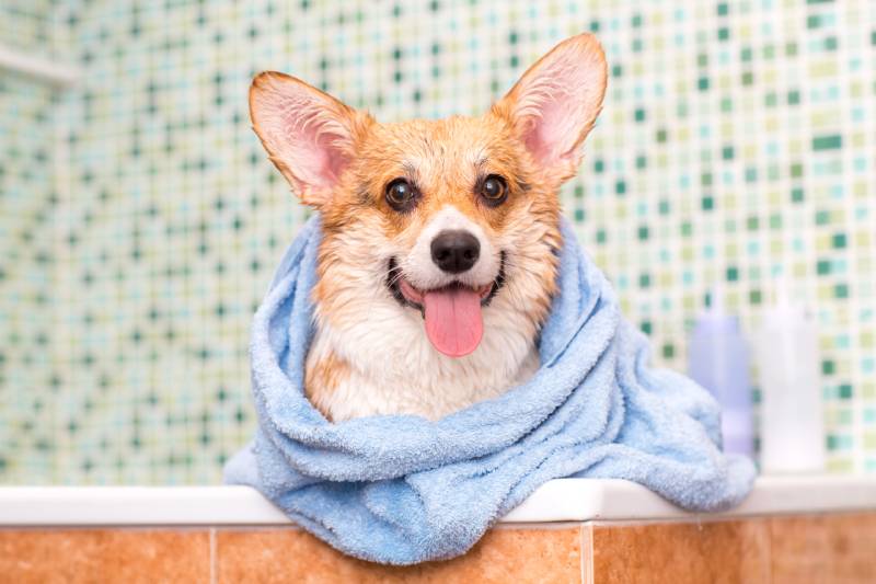 corgi dog with towel after wash in the