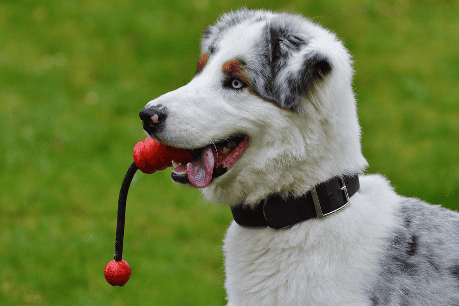 Keeping Your Dog Entertained as School Resumes 1