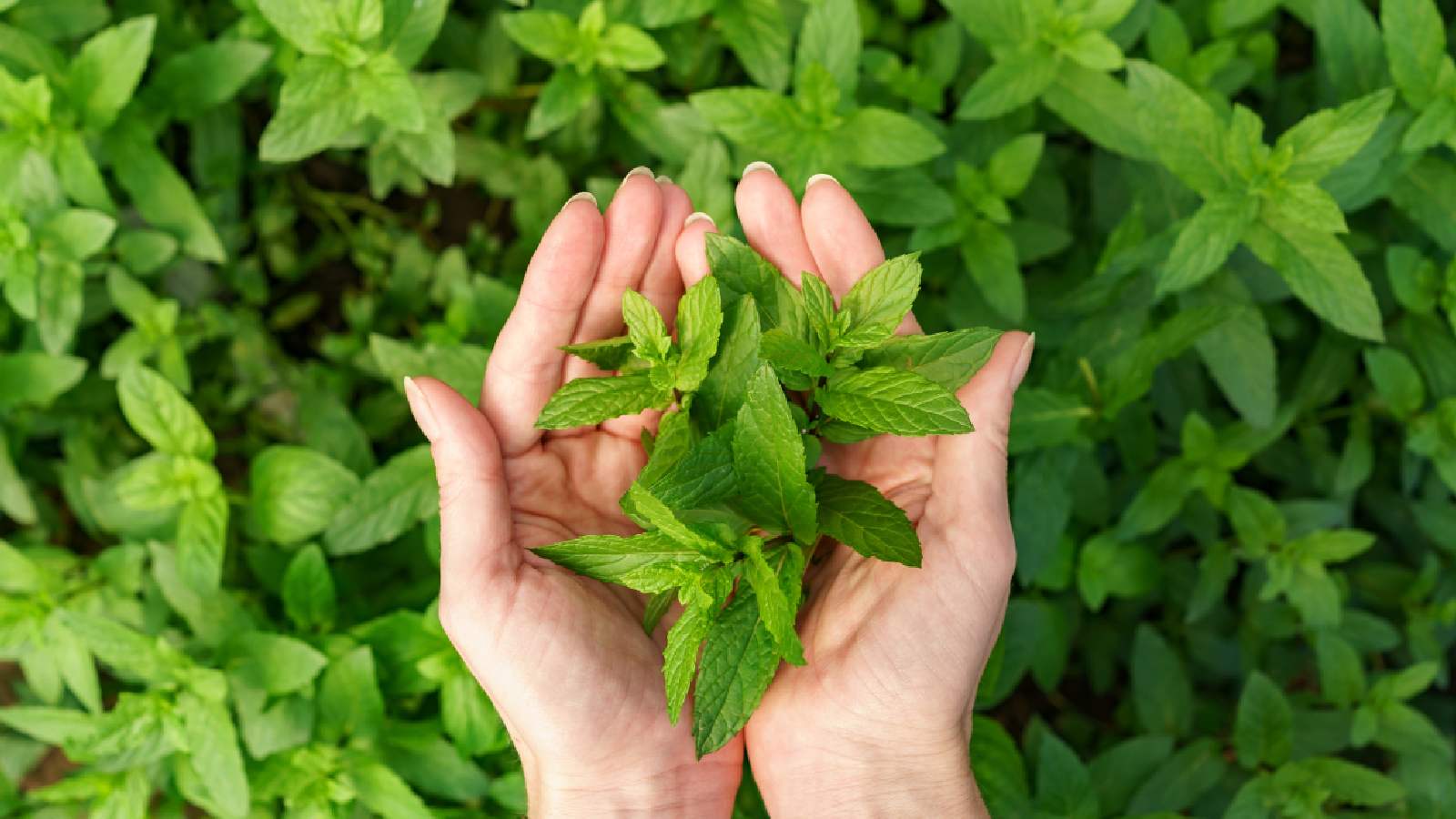 Basil leaves for acidity