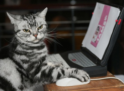 9 Super Cute Tech-Savvy Cats