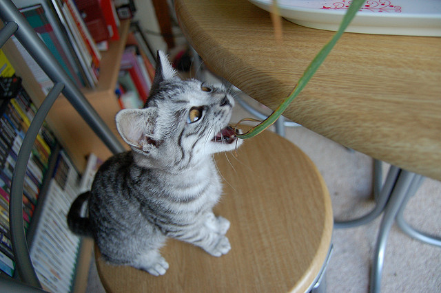 Create a Garden Your Cat will Purr About