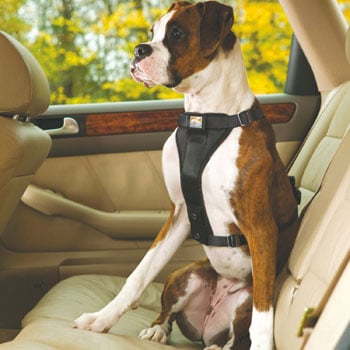 Dog Seat Belts