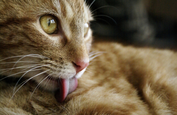 6 Easy Ways to Reduce Your Cat's Hairballs