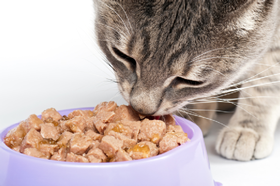 Why Do Cats Drag Food Out of Their Bowl?