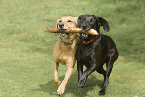 6 Tips for the Perfect Doggy Playdate