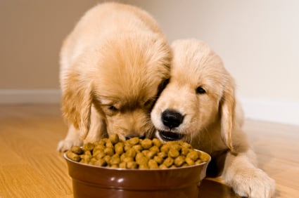 Do Puppies Really Need Puppy Food?