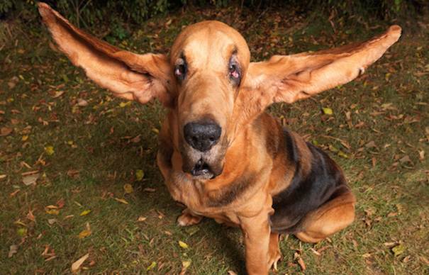 How To Look After Your Dog's Ears