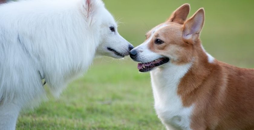 How to talk to your dog