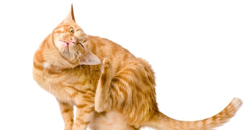 How to ditch the itch when your cat has skin allergies