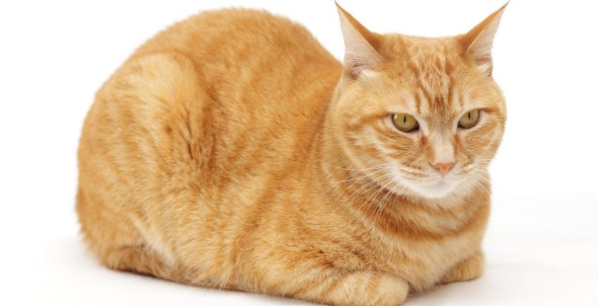 Here’s why your cat sits like a “cat loaf”