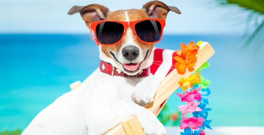 How prepare your dog up for success during your next vacation