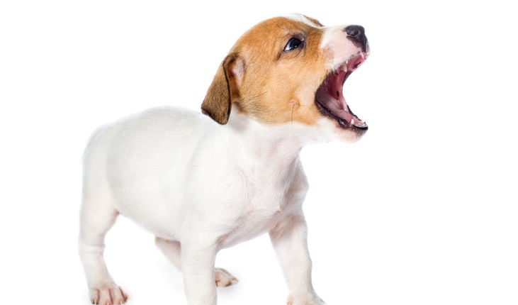 What your dog’s bark is telling you