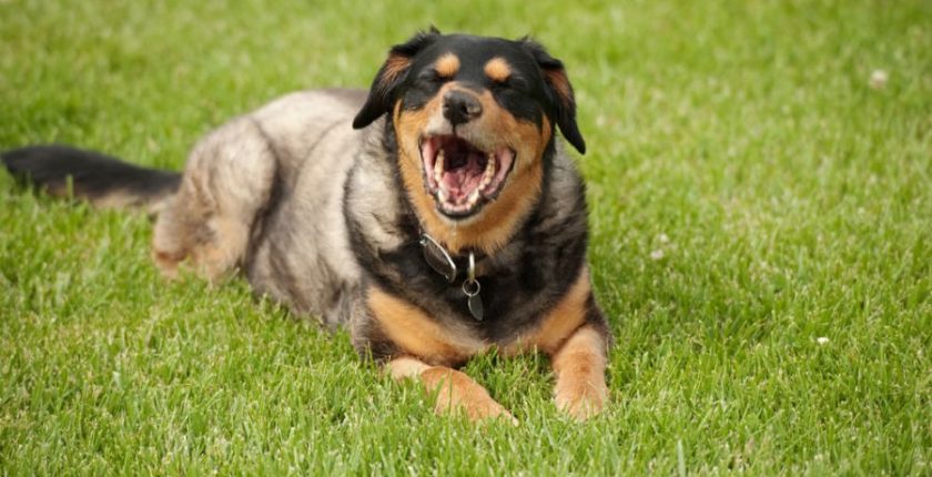 10 Conditions When You Must Take Your Dog To A Vet – Petsworld