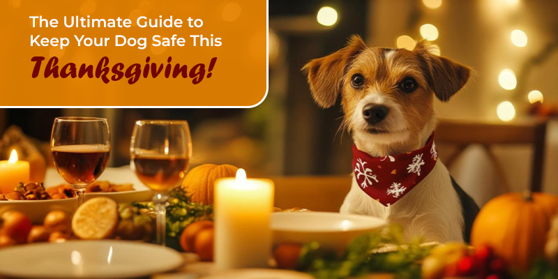 Thanksgiving pet safety tips