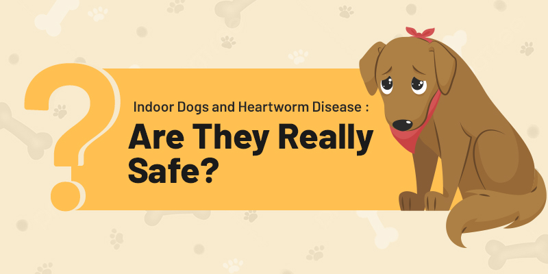 indoor dog and heartworm disease