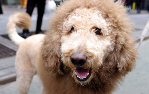 14 Dogs With "Wild" Hairstyles 