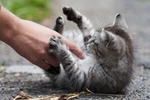 Curbing Cat Aggression