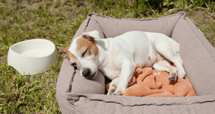 7 Essential Tips for Picking the Perfect Dog Bed