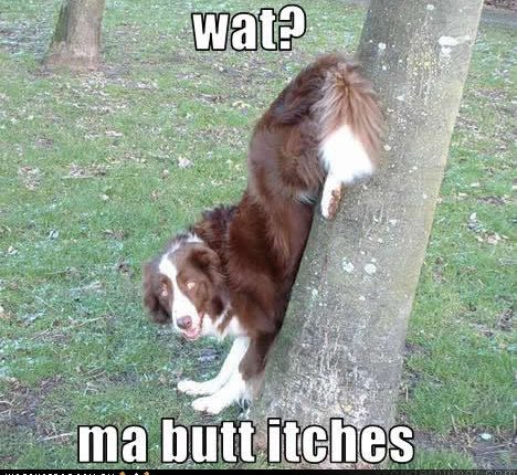 Dog scratching its butt on a  tree