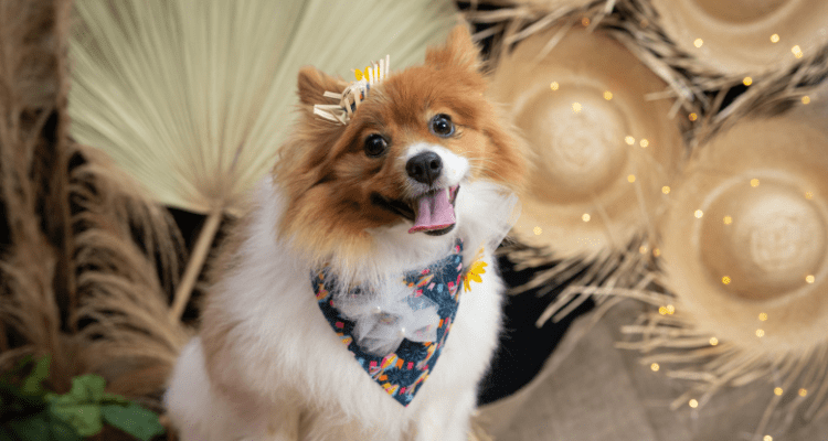 5 Dog-Friendly Ideas For Owners – Petsworld