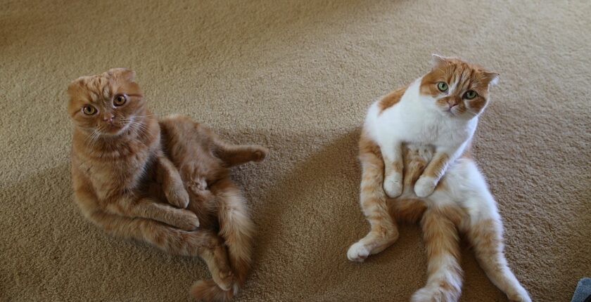 Unusual Breeds: Scottish Fold