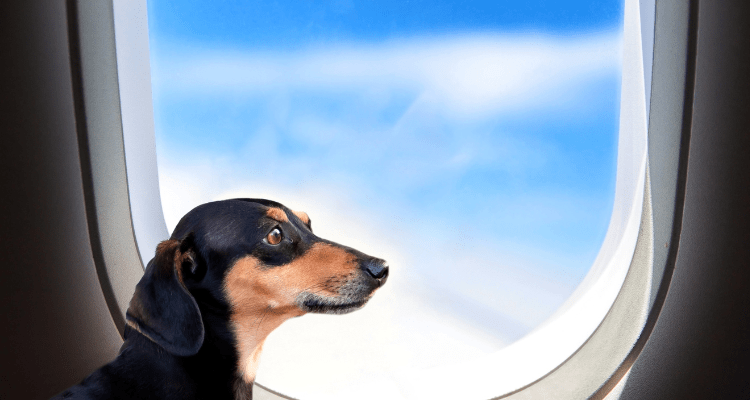 Best Airlines in India For Pet-Friendly Travel