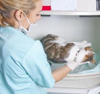 Common Cat Illnesses and Their Symptoms