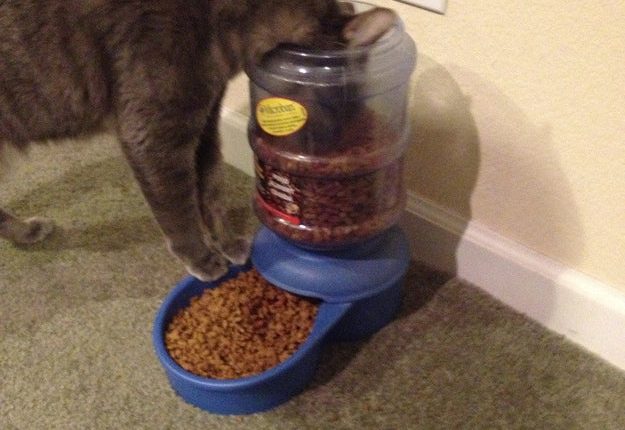 10 Most Awkward and Bizarre Cats of 2014 – Petsworld