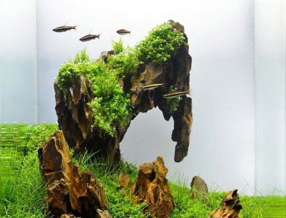 21 truly surreal Fish Aquarium Designs by Takashi Amano. – Petsworld