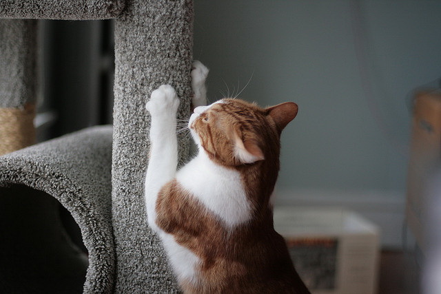 Four Great Tips for Keeping Kitty Claws out of Your Furniture