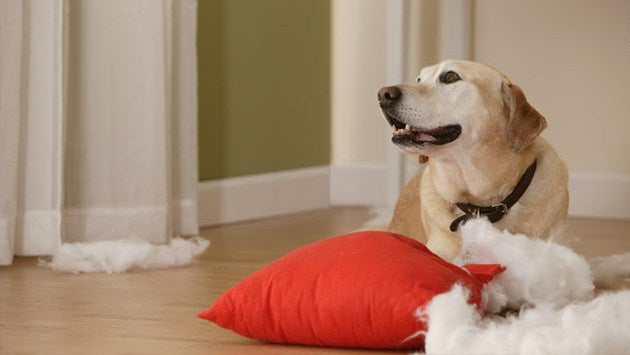 10 Reasons That Is Making Your Dog to Misbehave – Petsworld