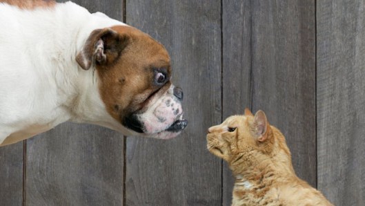 Getting a New Dog? How to Acclimate the Family Cat