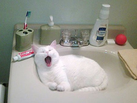 5 Funny Cat Pictures That Will Surely Make You Laugh – Petsworld
