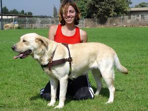 5 Facts About Labrador Retriever You Probably Didn’t Know – Petsworld