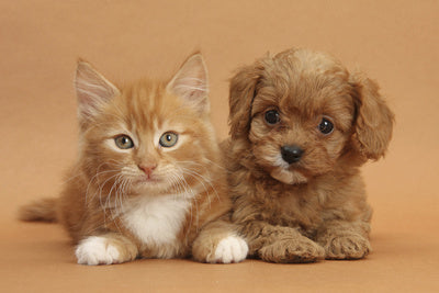 10 Reasons Why Poodle Are the Best Dog Breed – Petsworld
