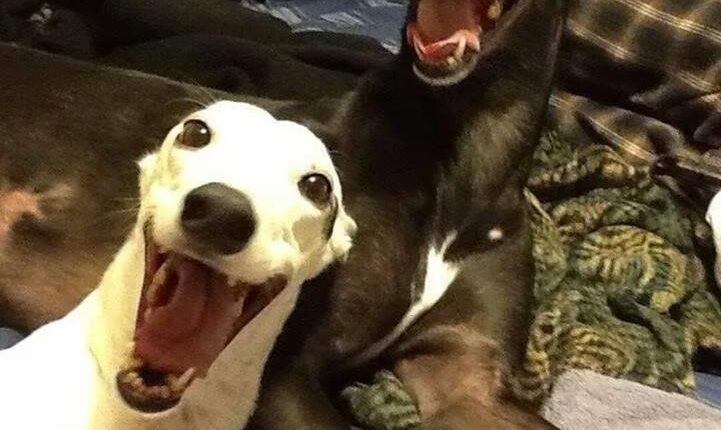 14 Dogs That Are Thrilled It's The Weekend